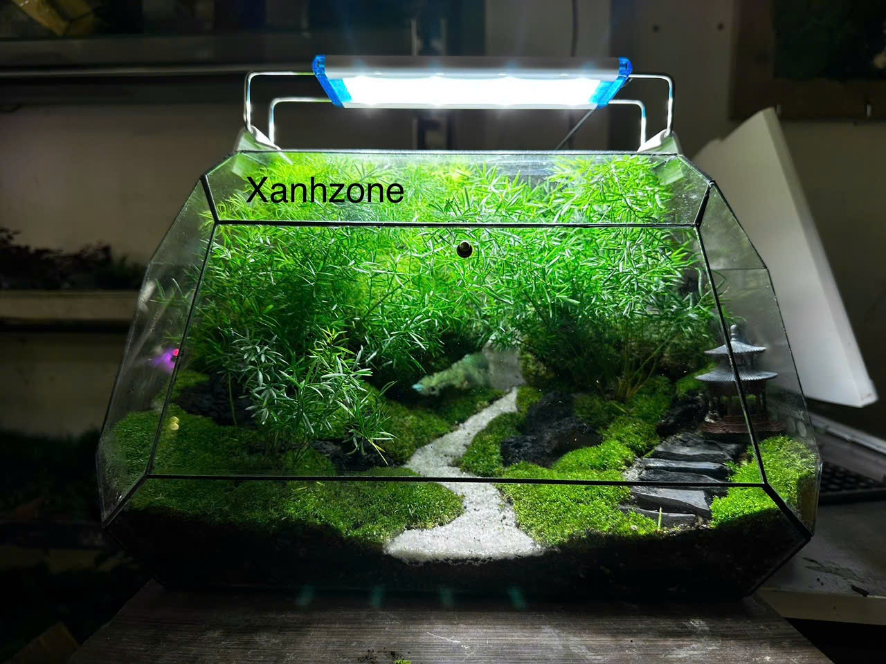 ĐƯỜNG LÀNG - TERRARIUM