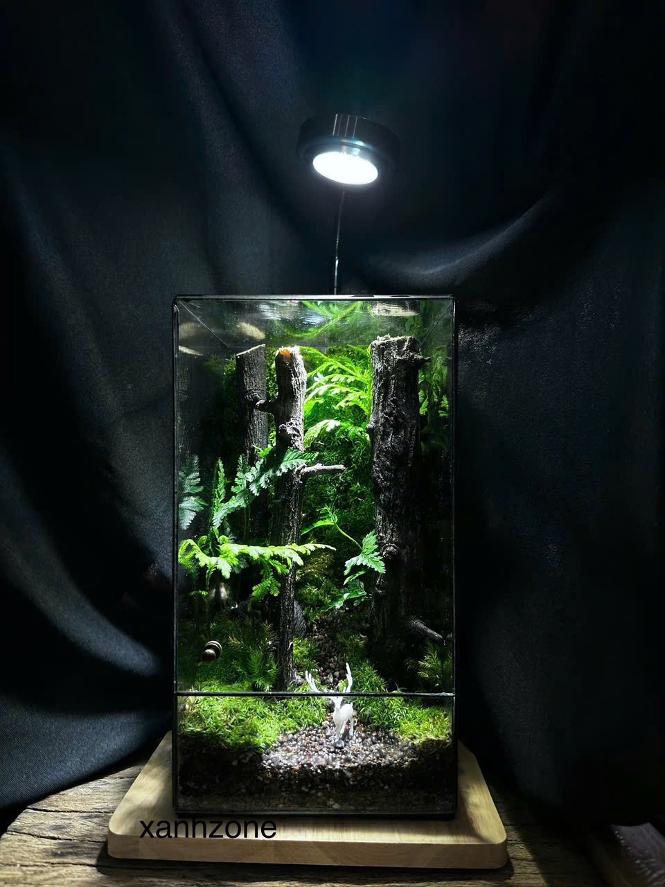 TERRARIUM - NẤC THANG