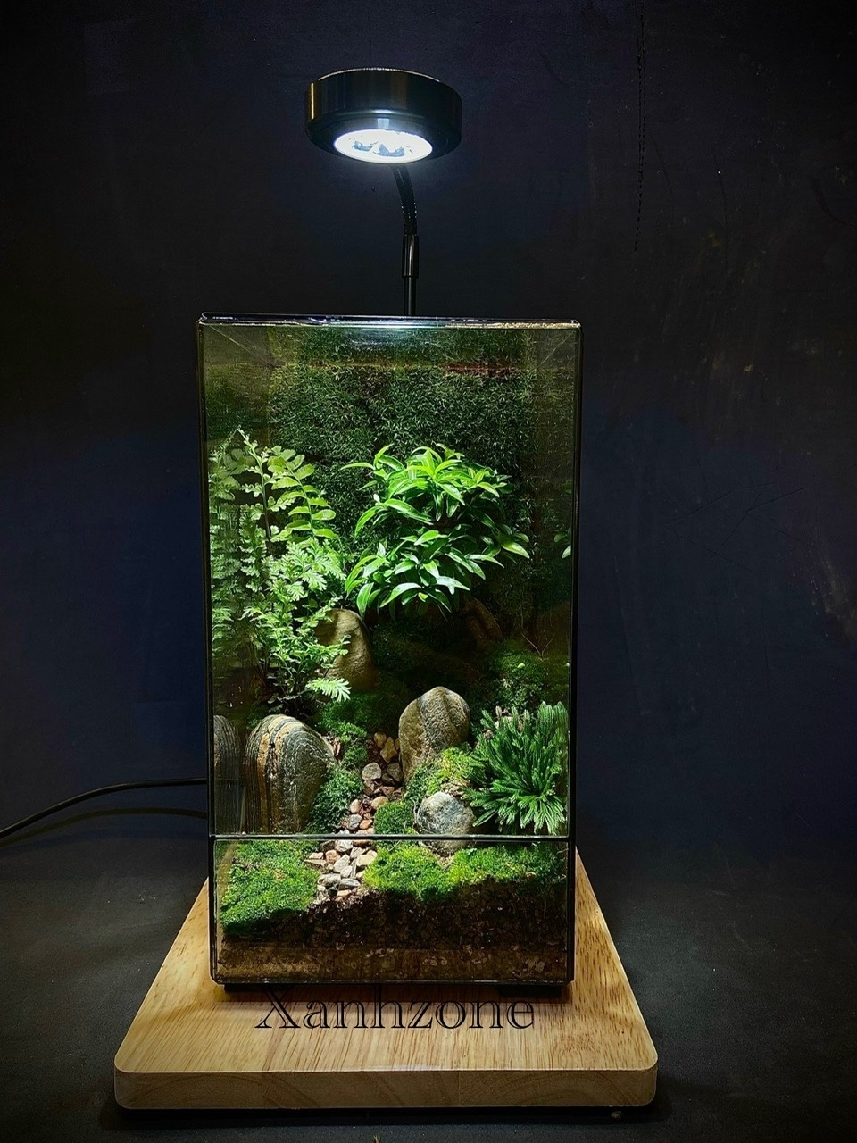 NON BỘ BONSAI ( tặng kèm đèn )
