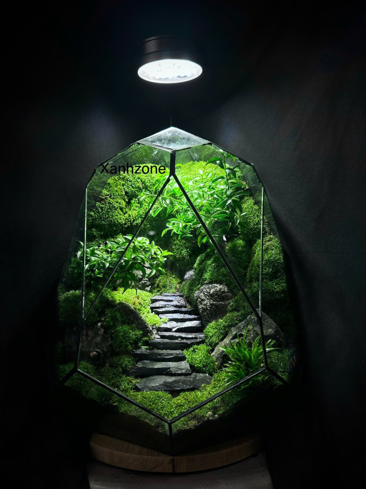 TRỨNG TERRARIUM