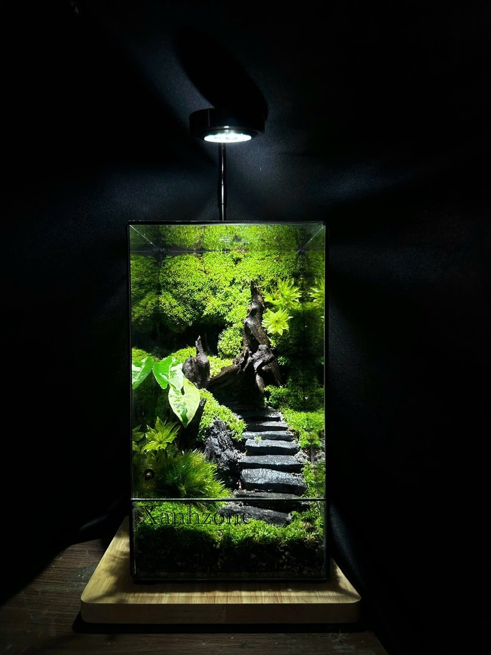 Terrarium setup sẵn, đa giác terrarium - THĂNG TIẾN
