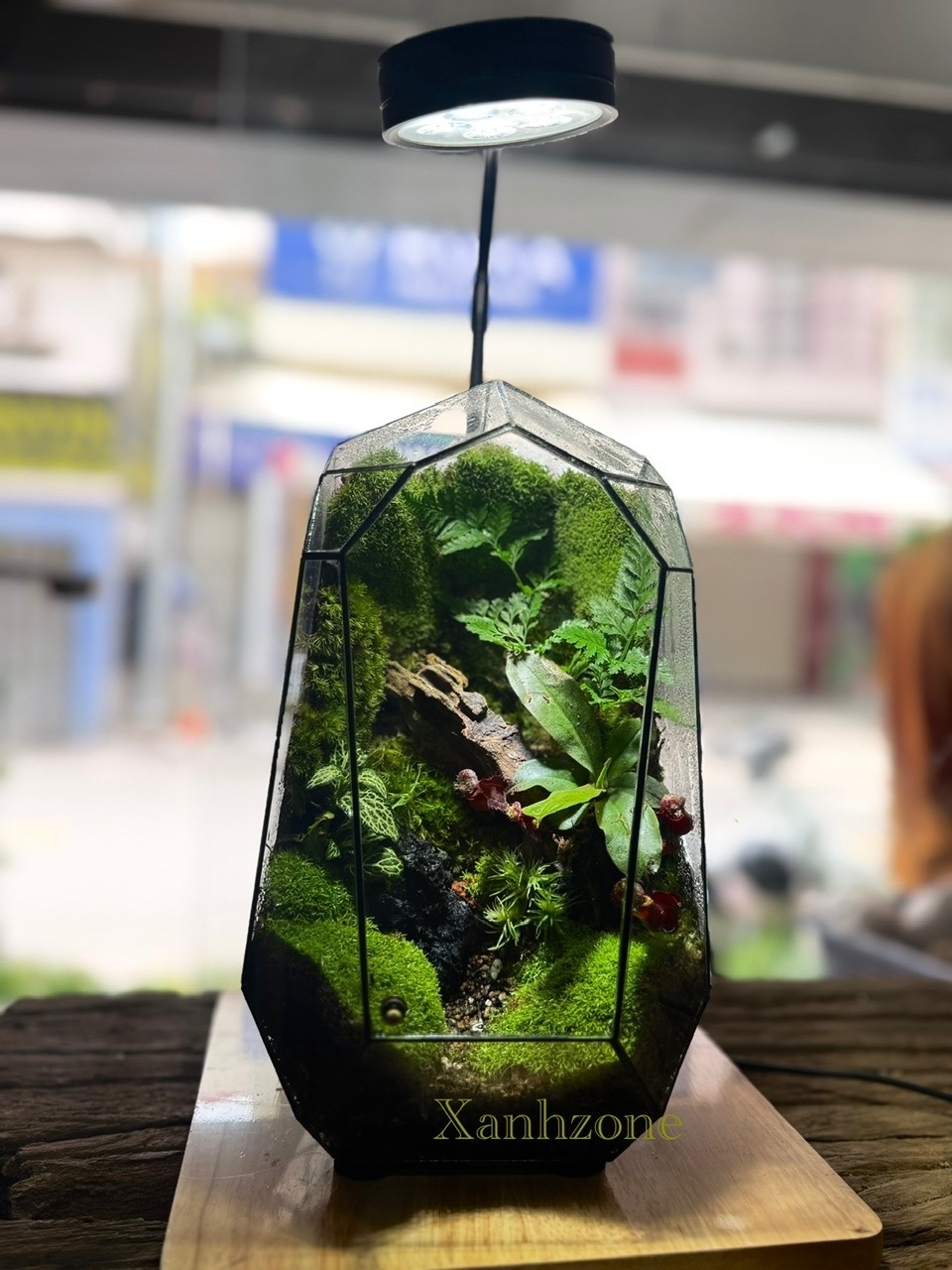 ĐA GIÁC TERRARIUM