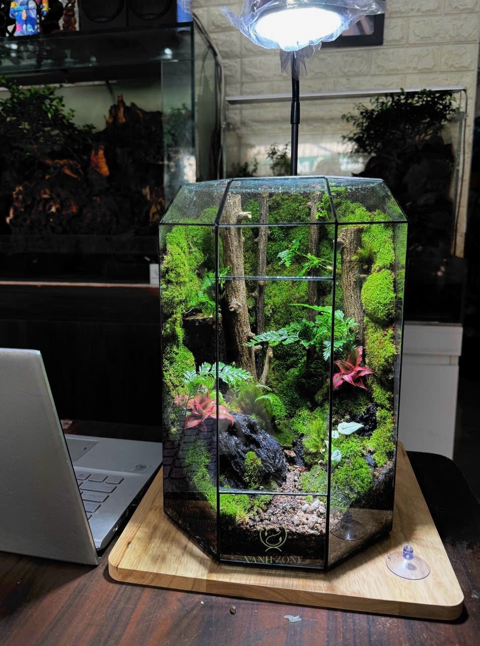ĐA GIÁC NHÀ TERRARIUM ( tặng kèm đèn )