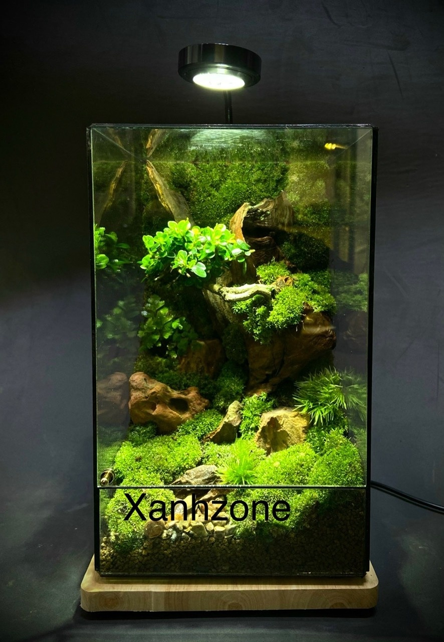 BONSAI THÁC ĐỔ TERRARIUM ( tặng kèm đèn )