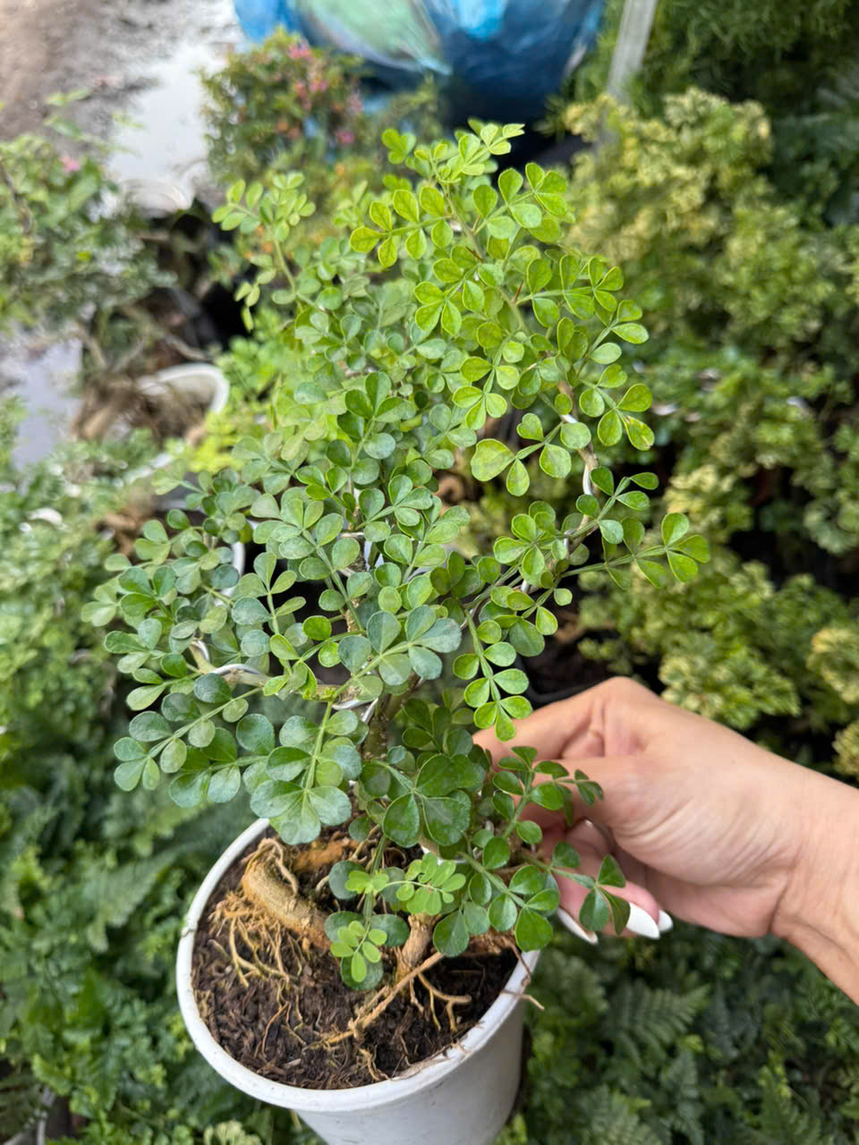 Bonsai cần thăng, bon sai dáng đổ set hồ bán cạn, trồng chậu