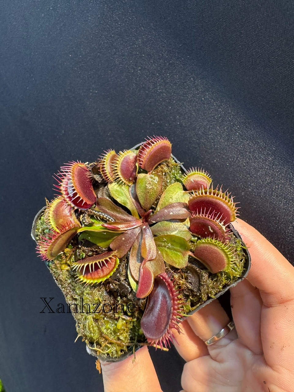 Cây bẫy kẹp, cây bắt ruồi - kẹp đỏ maroon