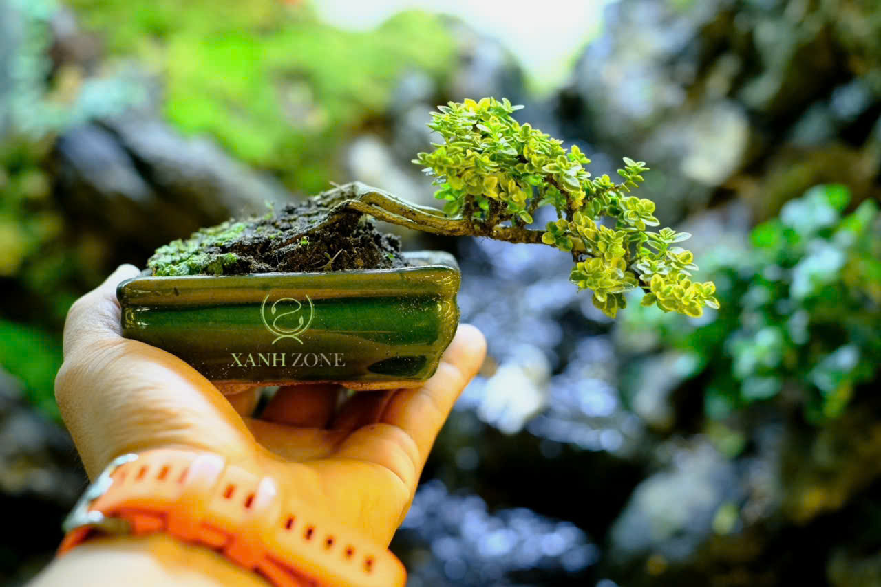 Cây bonsai mini