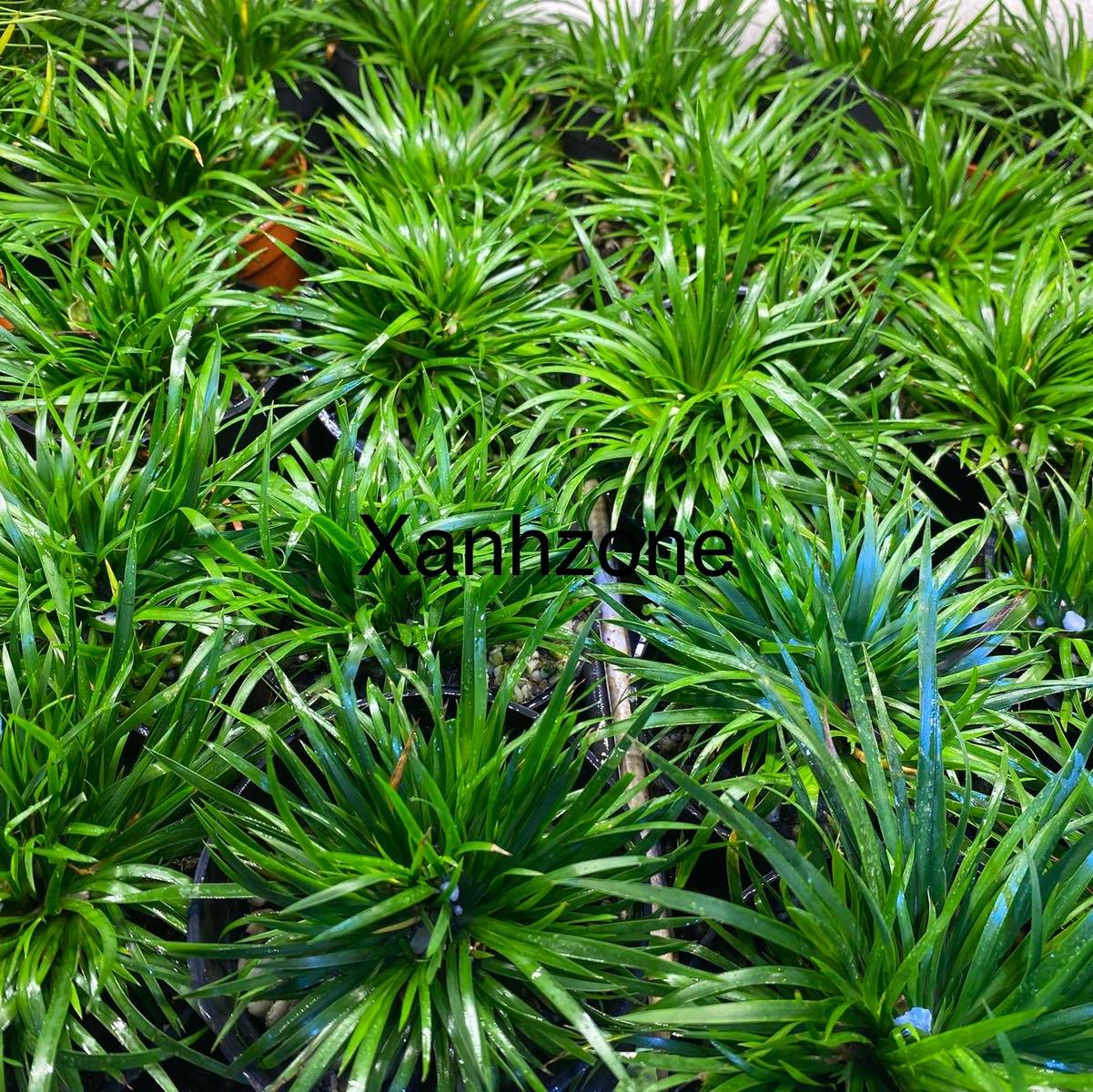 Cỏ xương bồ, cỏ thạch xương bồ, cỏ thơm, thạch xương bồ