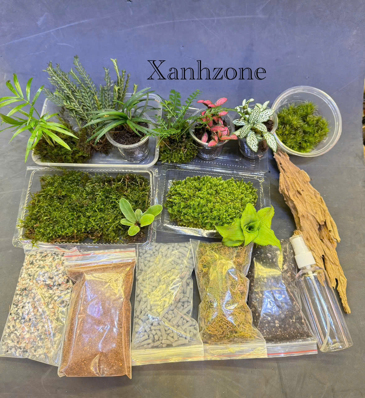tổng hợp 10 combo terrarium tự làm