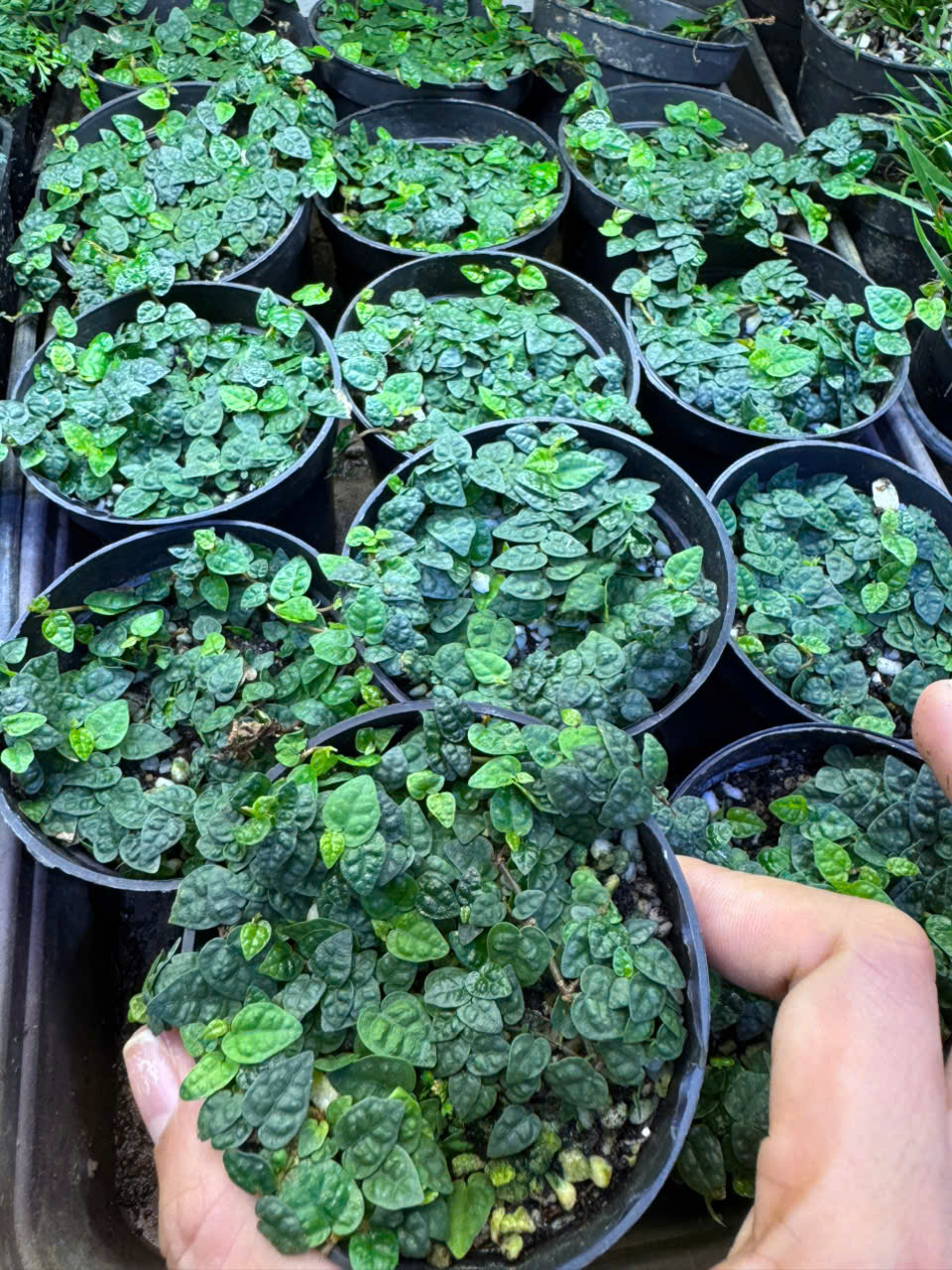 Dây leo lá nhỏ, set bình terrarium, gắn lũa, đá hồ bán cạn