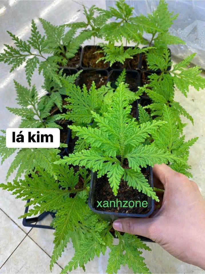 Dương xỉ lá kim