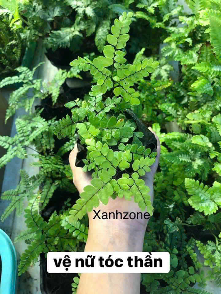 Dương xỉ vệ nữ