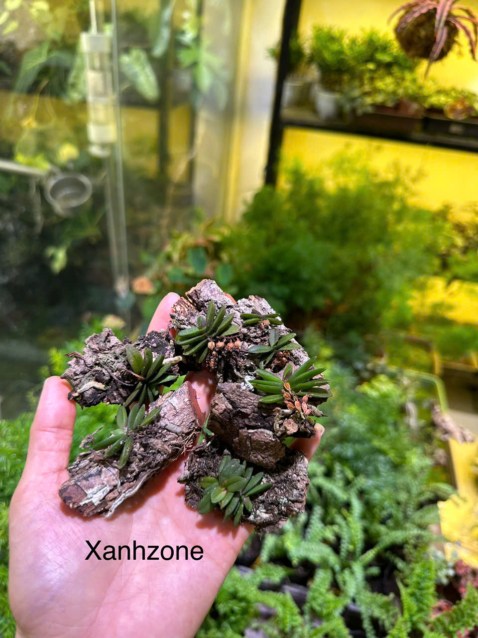 Lan trứng bướm, bám lũa, lan rừng mini trồng hồ bán cạn, terrarium