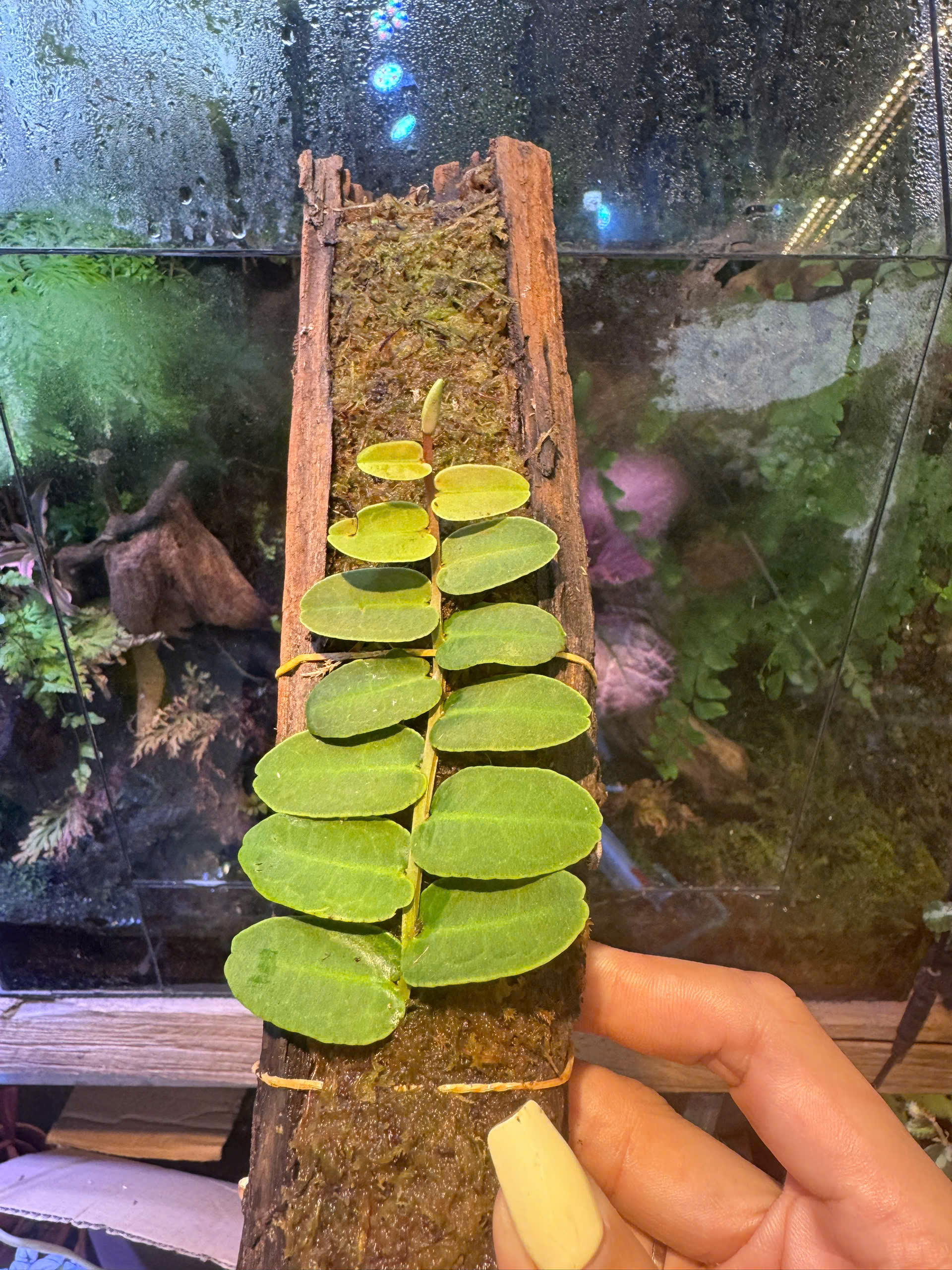 Marcgravia sintenisii. dây leo tường terrarium, bán cạn