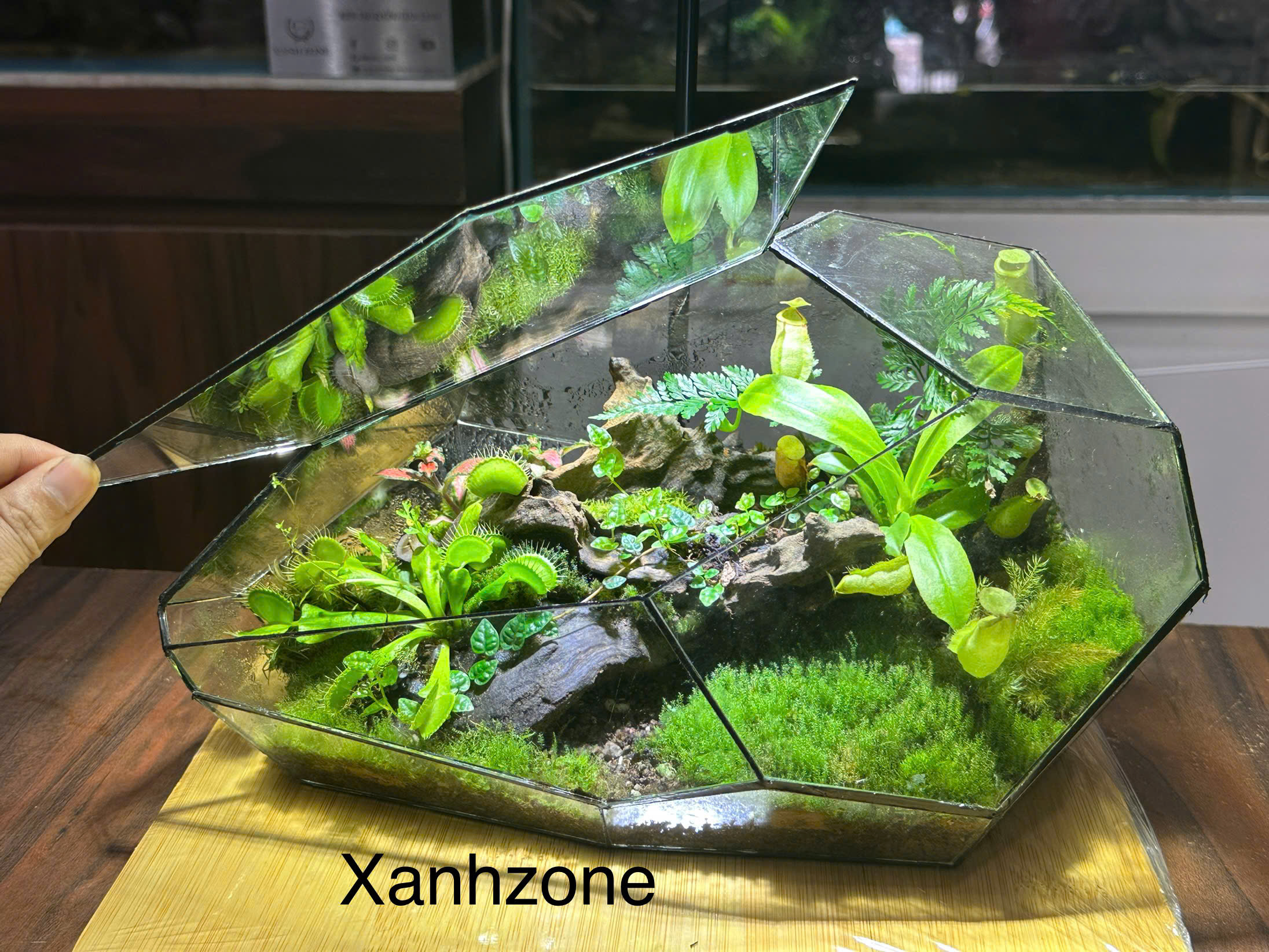 NGHỆ THUẬT TERRARIUM