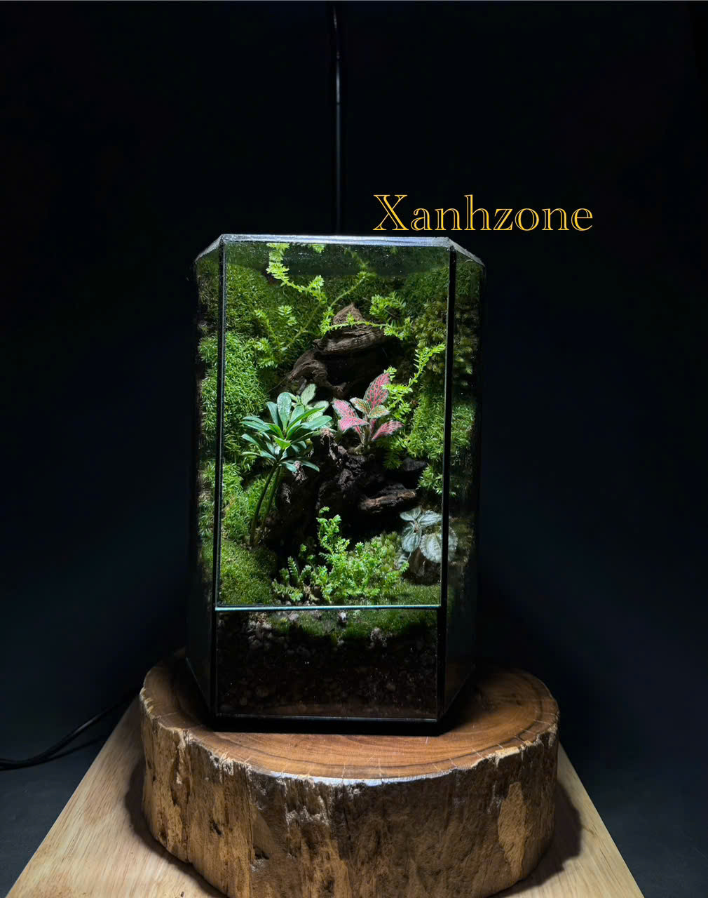QUÀ TẶNG XINH - DECOR XANH ( tặng kèm đèn )
