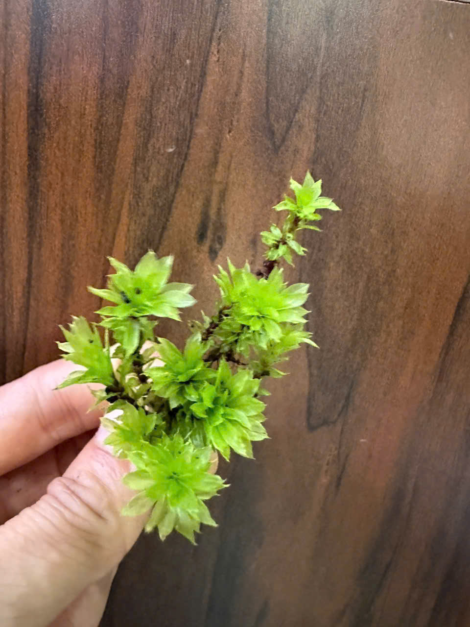 rêu hồng đài hoa nhỏ mini