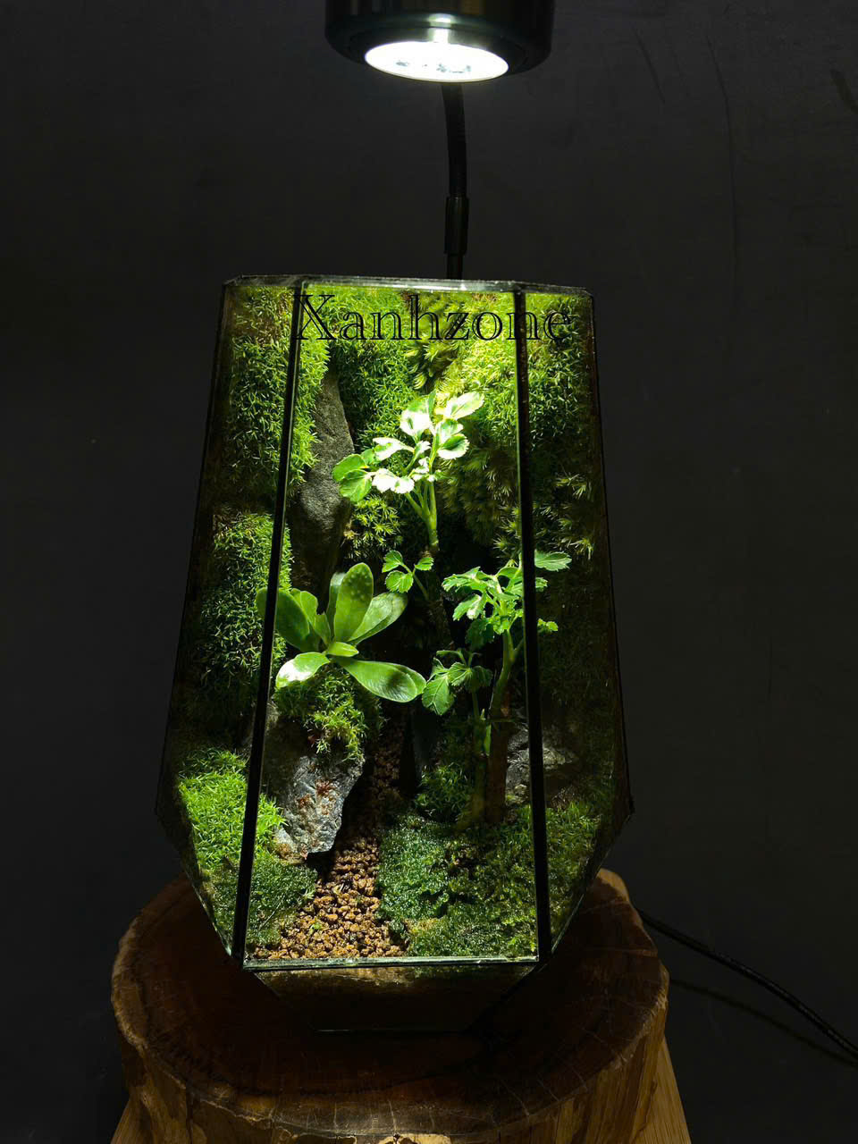 TERRARIUM ĐỂ BÀN - AN YÊN ( tặng kèm đèn )