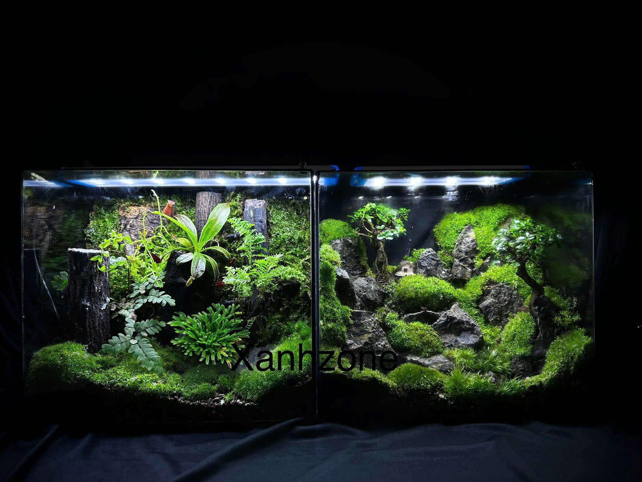 TERRARIUM - HỘP XANH 25CM ( tặng kèm đèn )