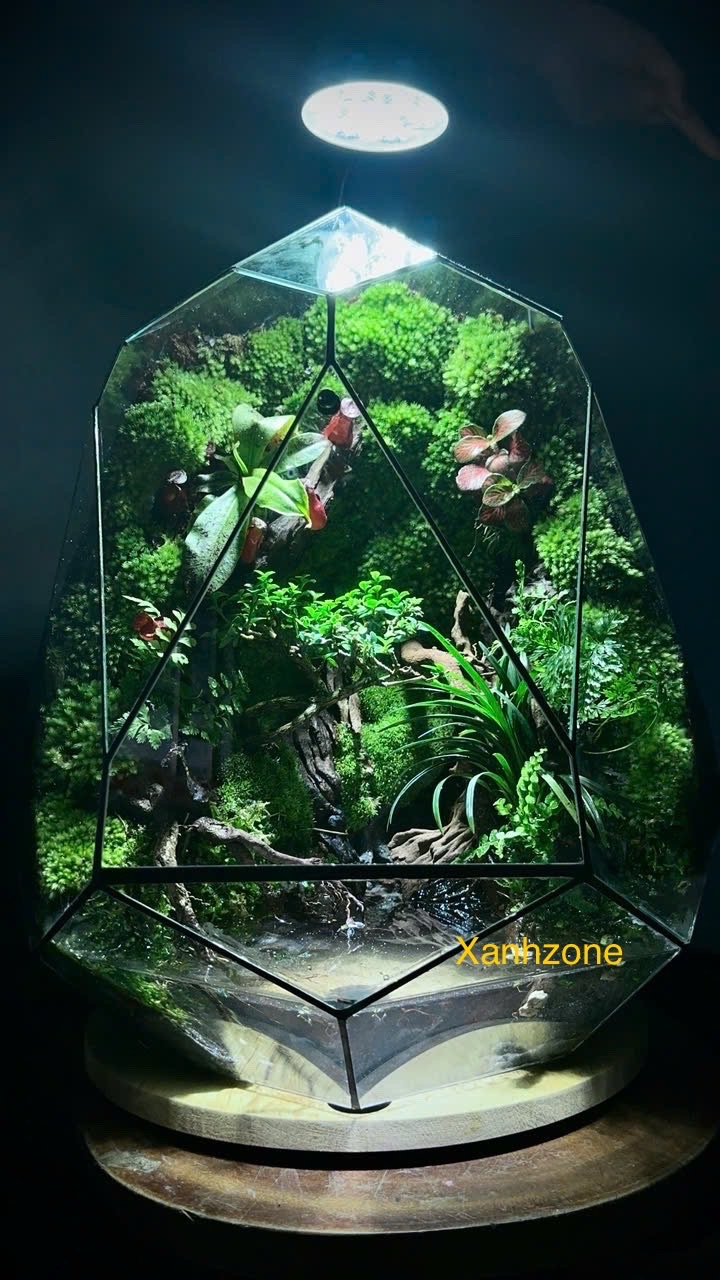 TRỨNG TERRARIUM - NUÔI CÁ ( tặng kèm đèn )