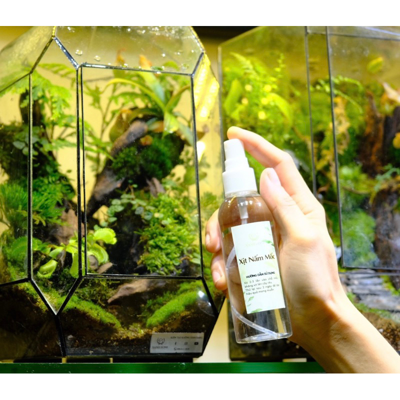 XỊT DIỆT MỐC TERRARIUM - XỬ LÝ NẤM MỐC