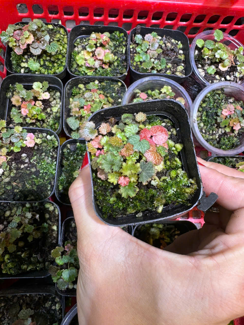 cây micro strawberry begonia. setup terrarium