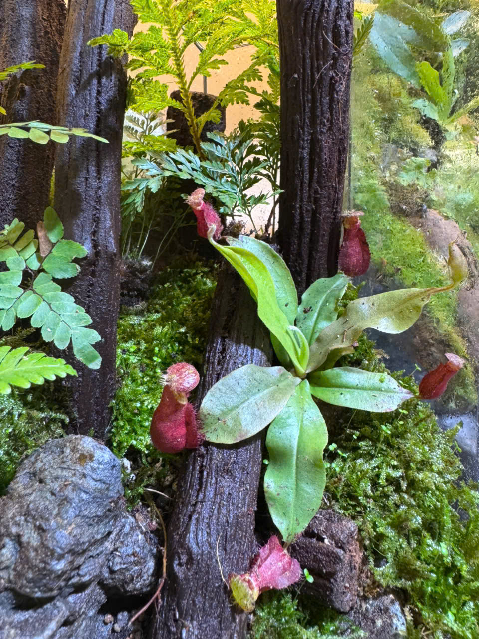 cây nắp ấm, cây mini trồng chậu, set hồ bán cạn, terrarium