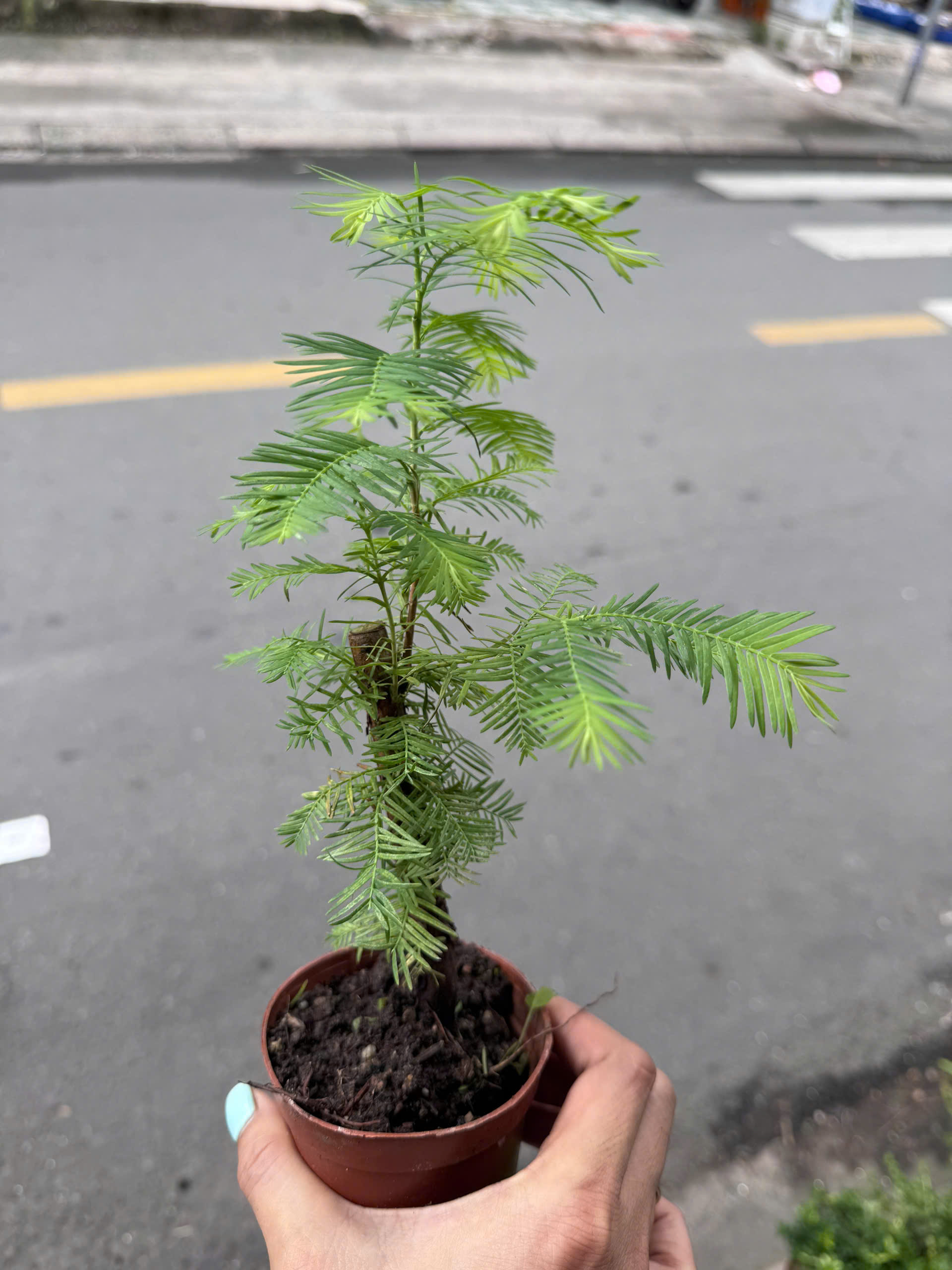 cây thủy sam trồng thủy sam, bán cạn, thủy canh, terrarium
