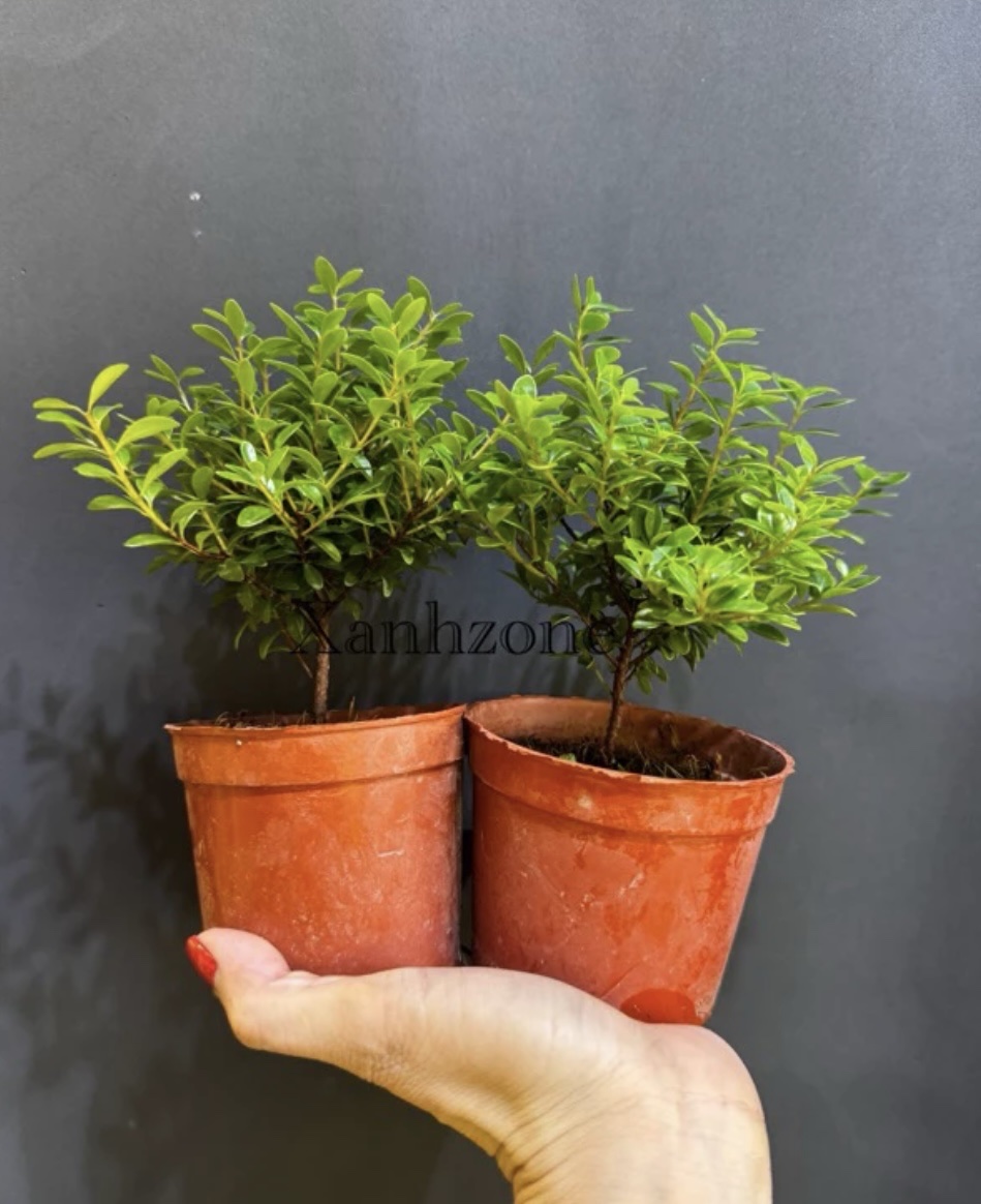 cây tiểu diệp xích nam