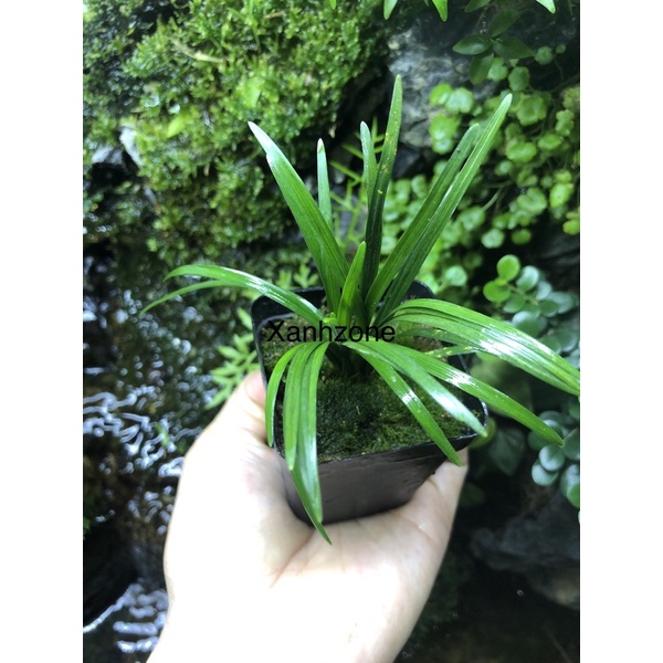 cỏ gấu - cỏ mini