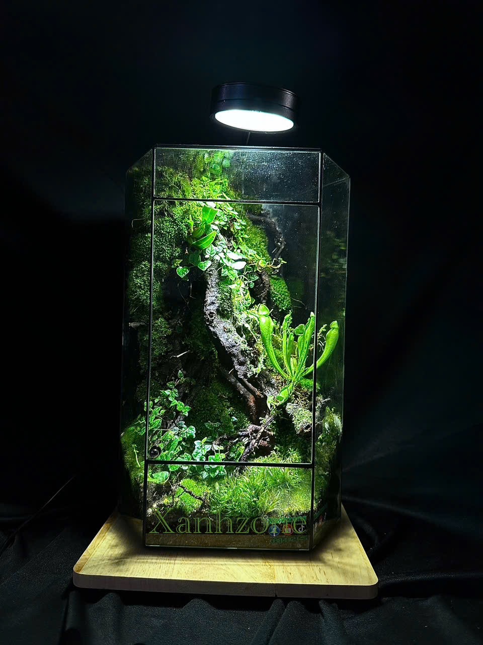 Vườn xinh - Terrarium decor ( tặng kèm đèn )
