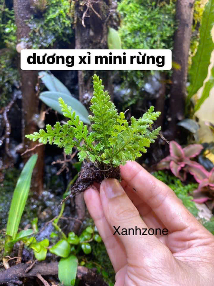 dương xỉ rừng
