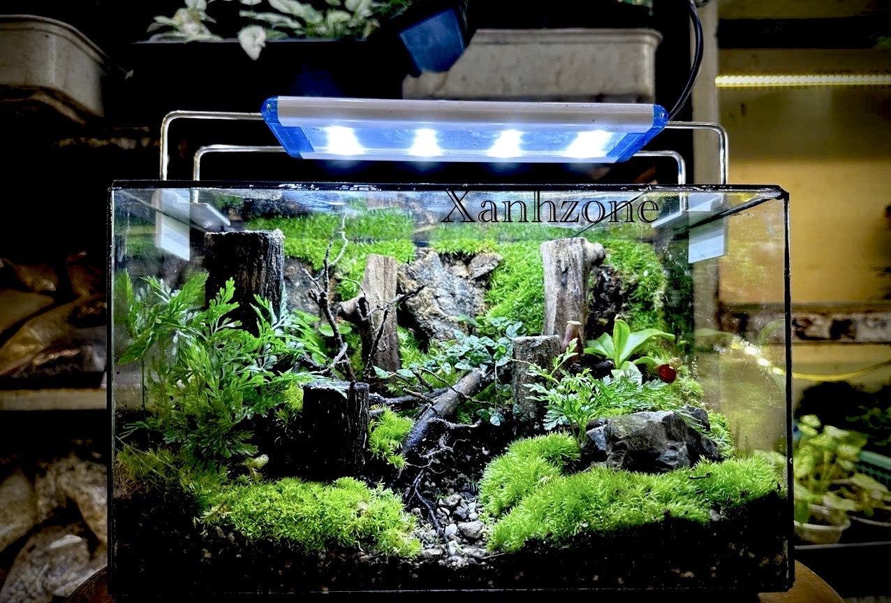 MỘC DECOR XANH ( tặng kèm đèn )