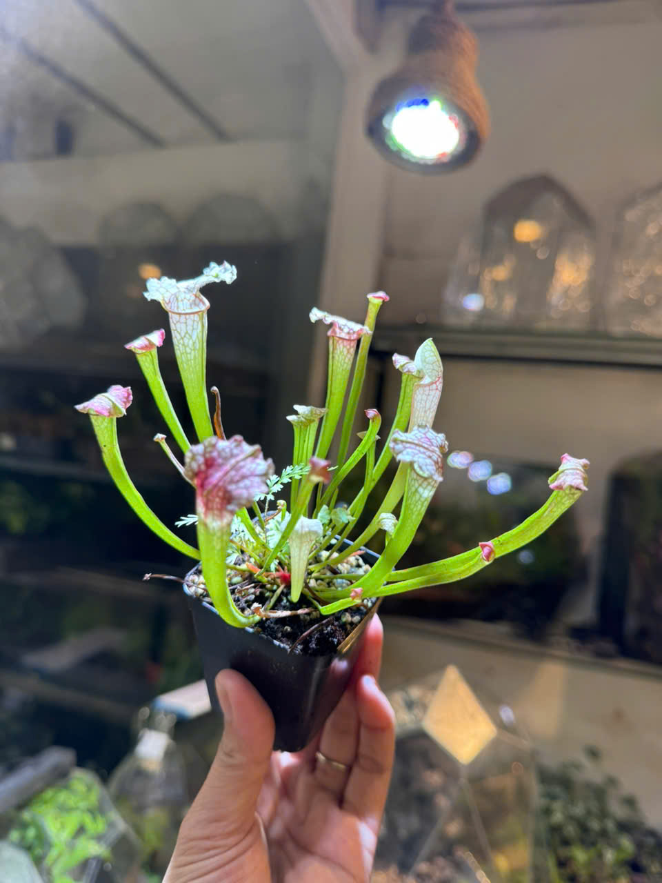 gọng vó - cây trồng chậu, set bình terarium, bán cạn