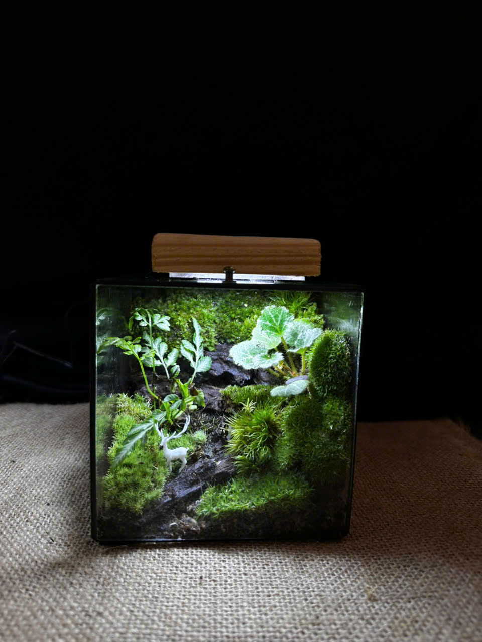 quà tặng xinh - bí mật rừng xanh