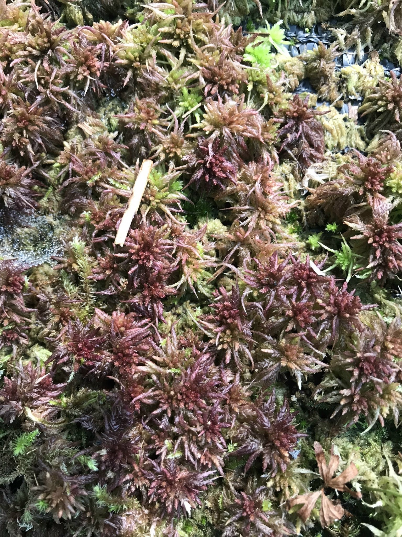 Red Sphagnum Magellanicum , Live Sphagnum moss