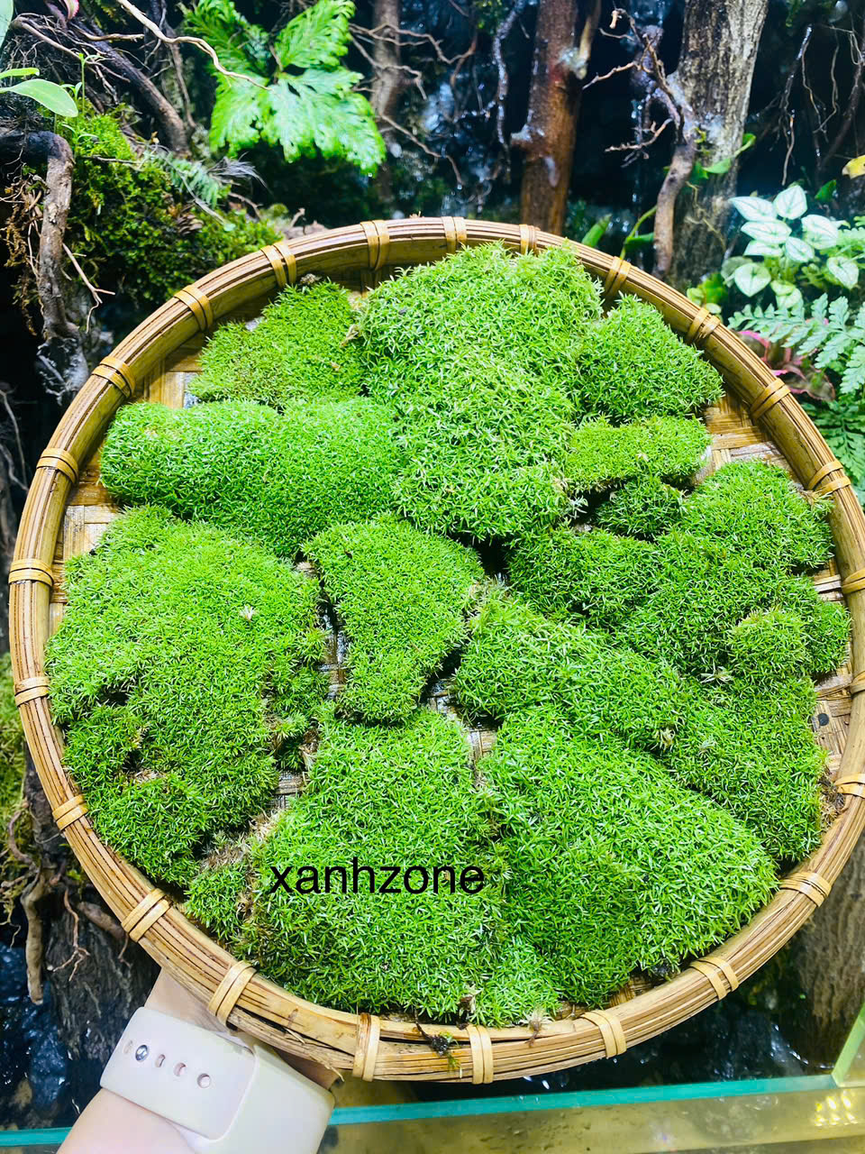 Rêu/cây mini - Rêu/cây mini