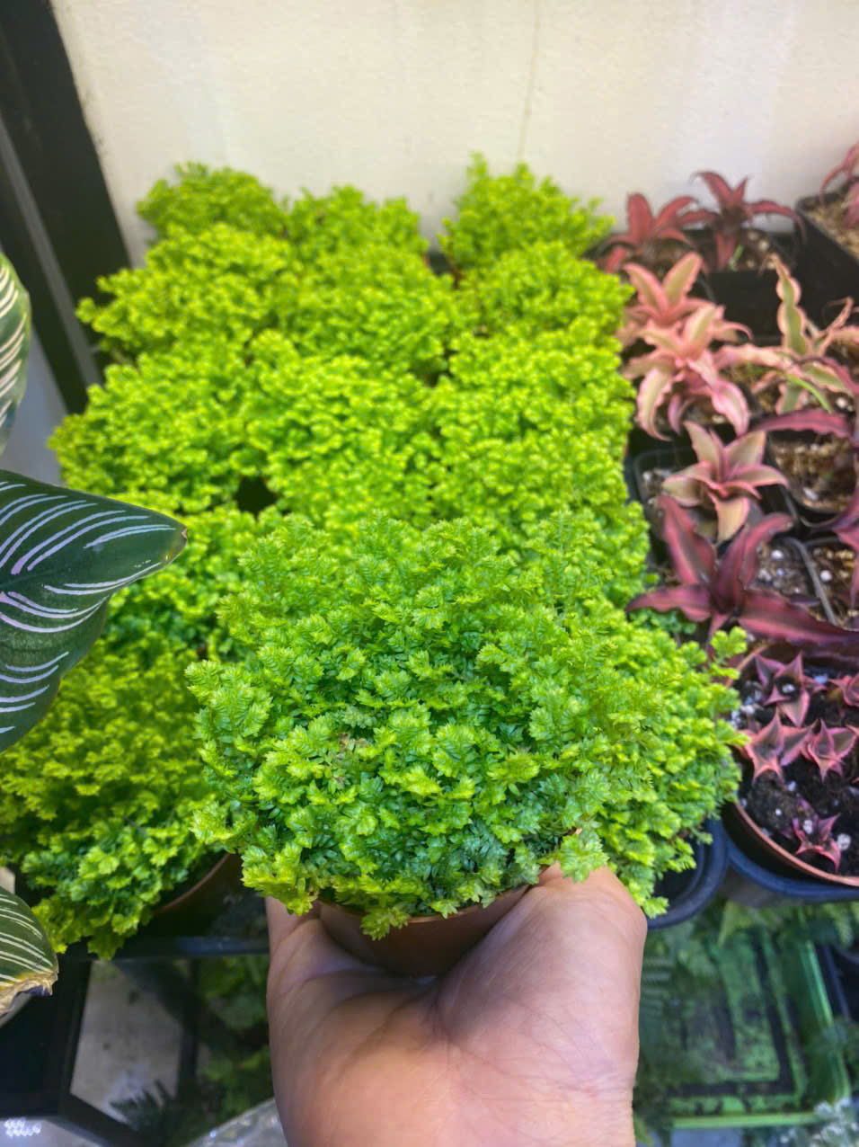 rêu quyển bá - rêu terrarium - rêu trải nền