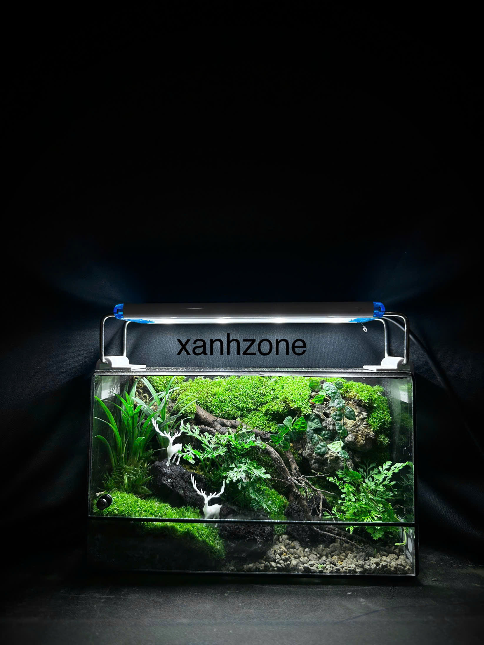 Tiếng hát rừng xanh