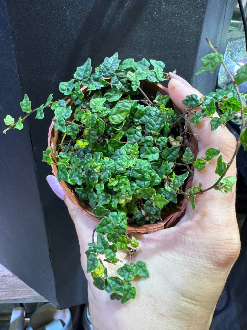 Rêu/cây mini - Rêu/cây mini