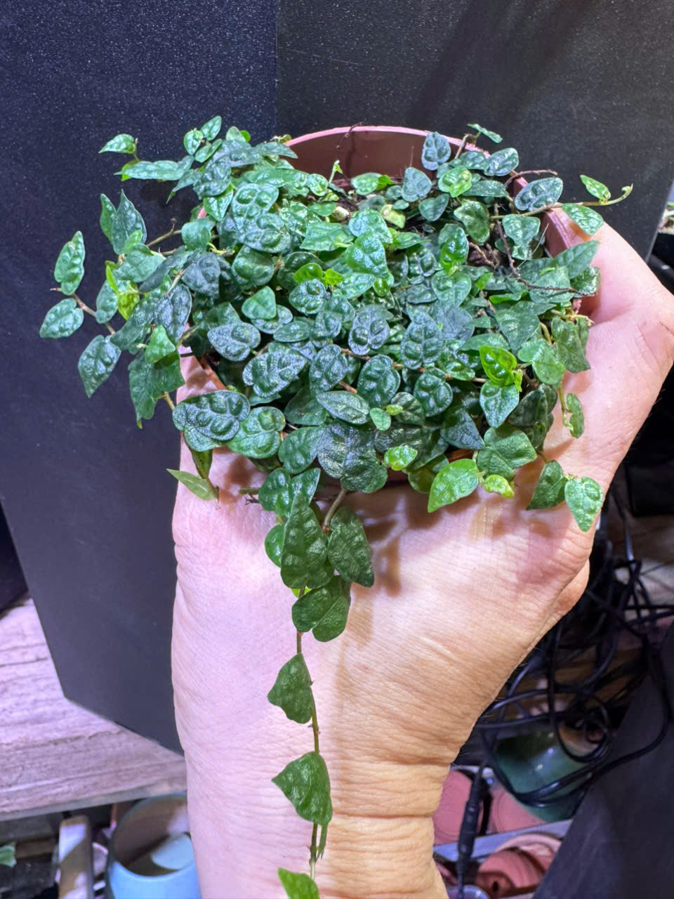 vảy ốc minima - dây leo lá nhỏ mini