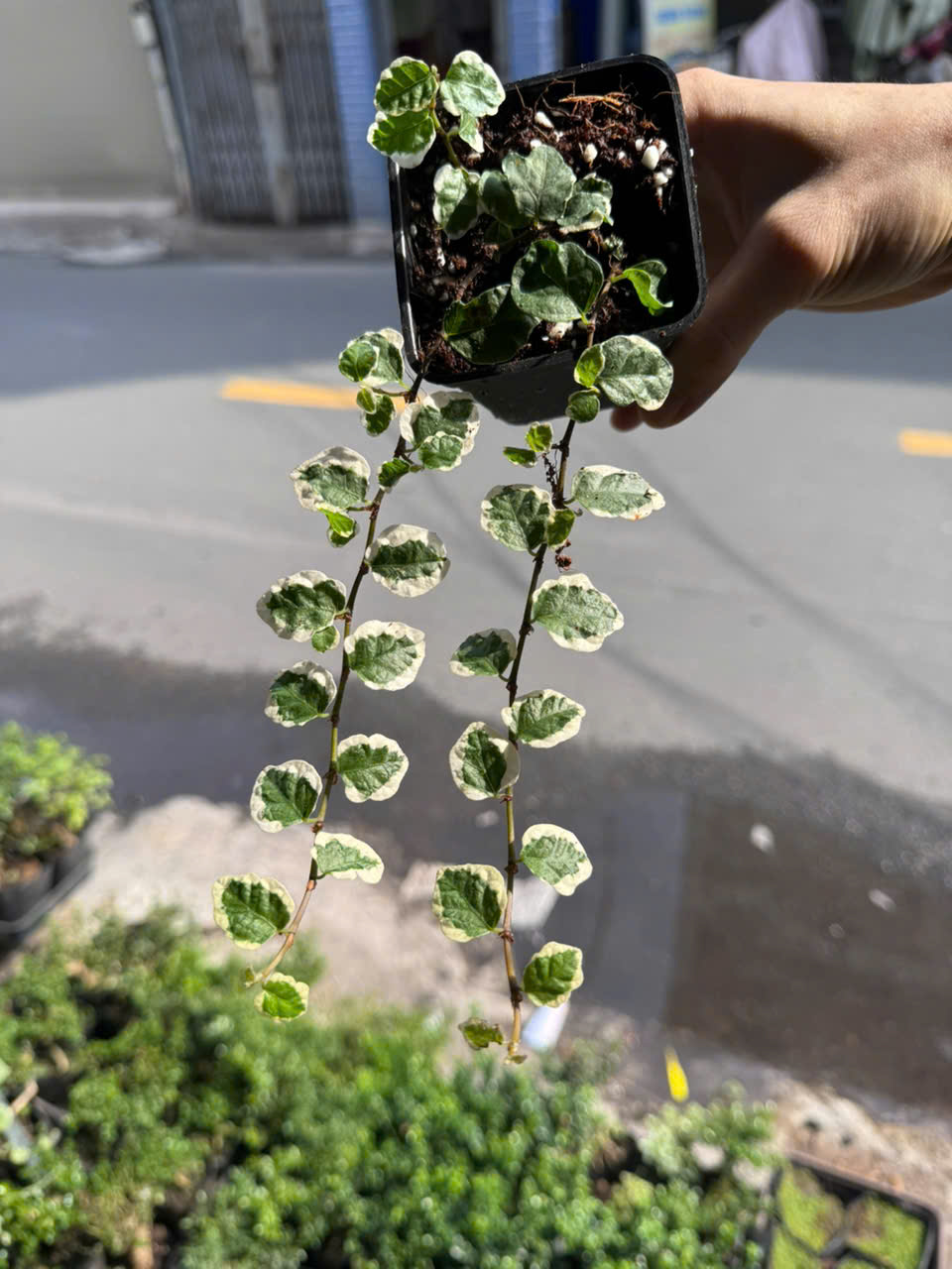vảy ốc var- ficus var