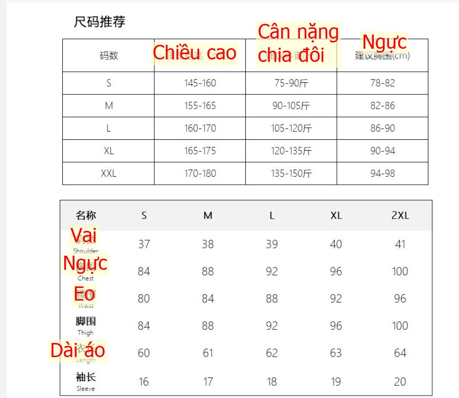 24HA252.03- ÁO PHÔNG KẺ HÃNG CANVAUS