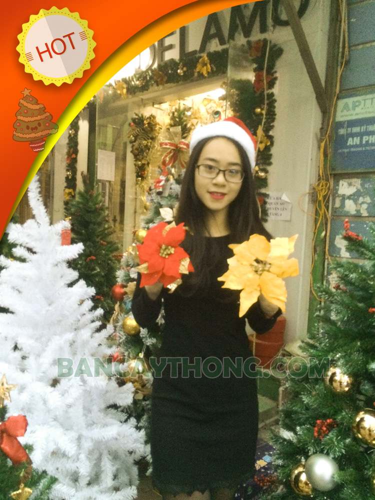 Hoa trạng nguyên vàng 6 cánh đẹp