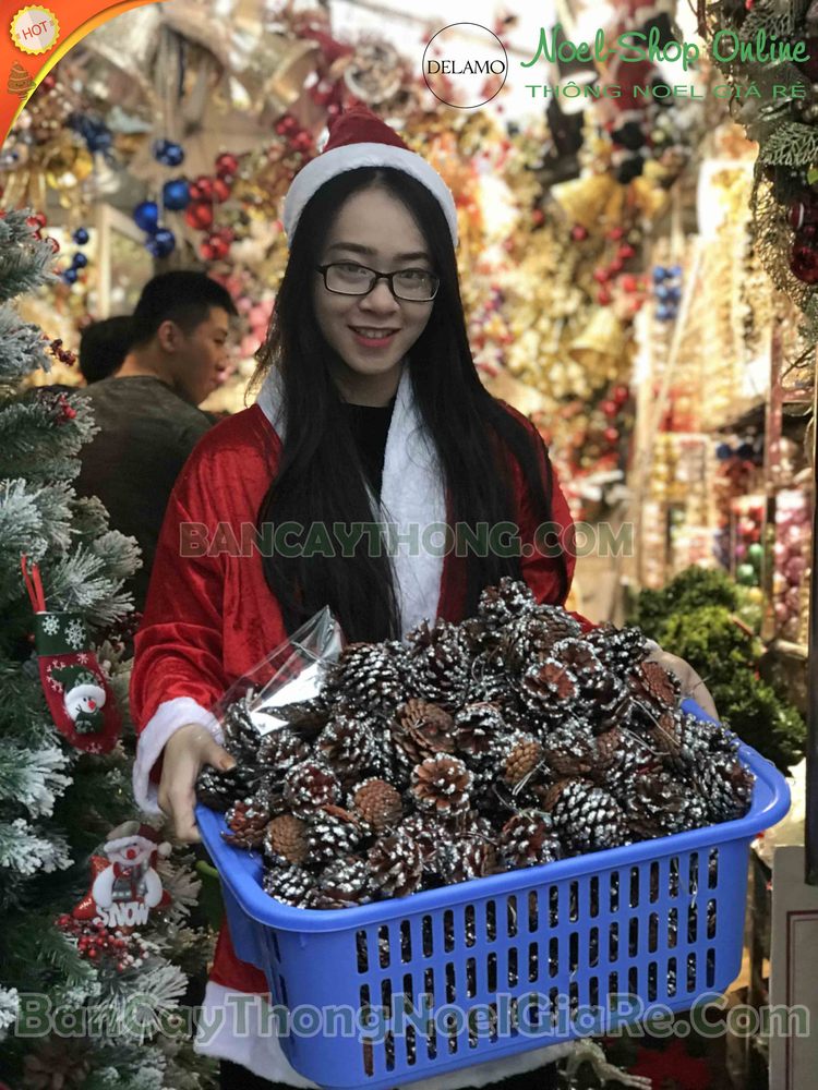 Trái thông xi kim tuyến, sale loại thô