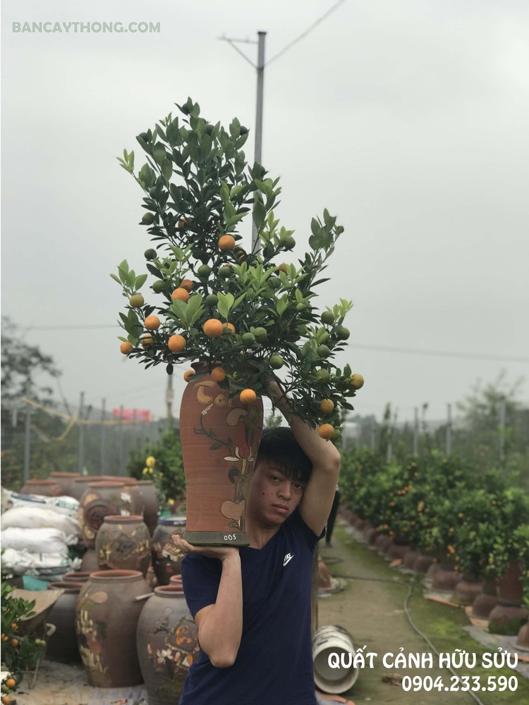 Quất bon sai thế 005 (đã bán)