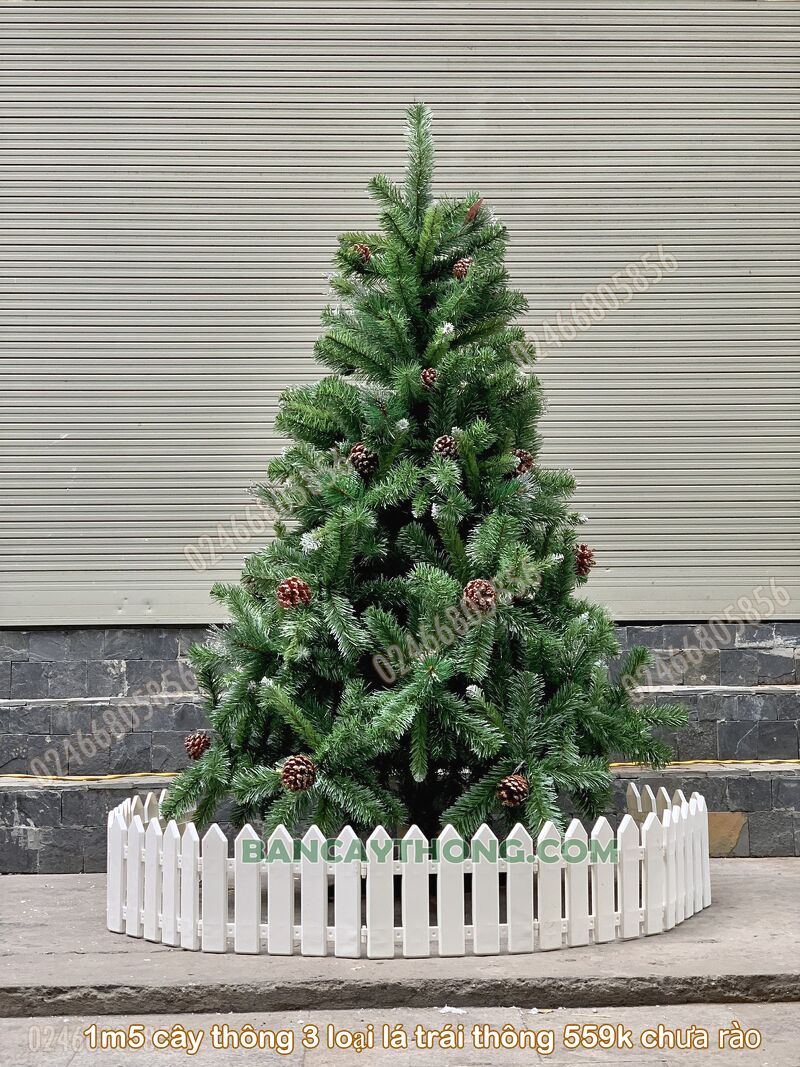 cây thông 3 loại lá gắn trái thông cao 1.5m