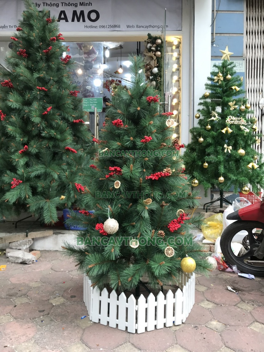 Cây thông noel lá kim cước đầu vàng YHN cao 1m5
