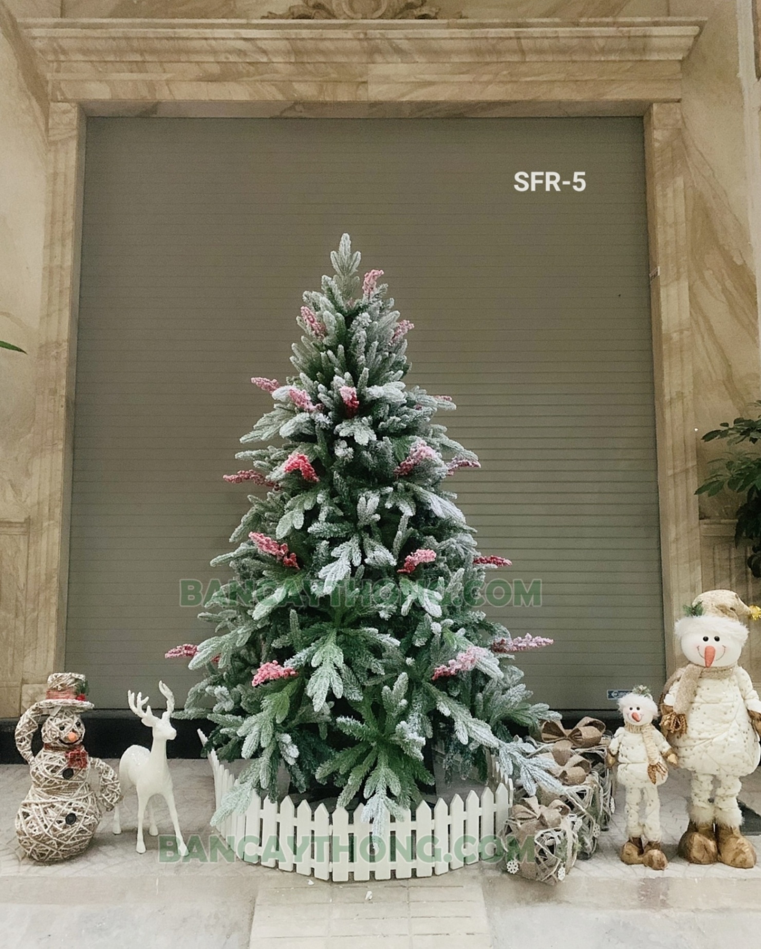 Cây thông phủ tuyết SFR cao 1m5