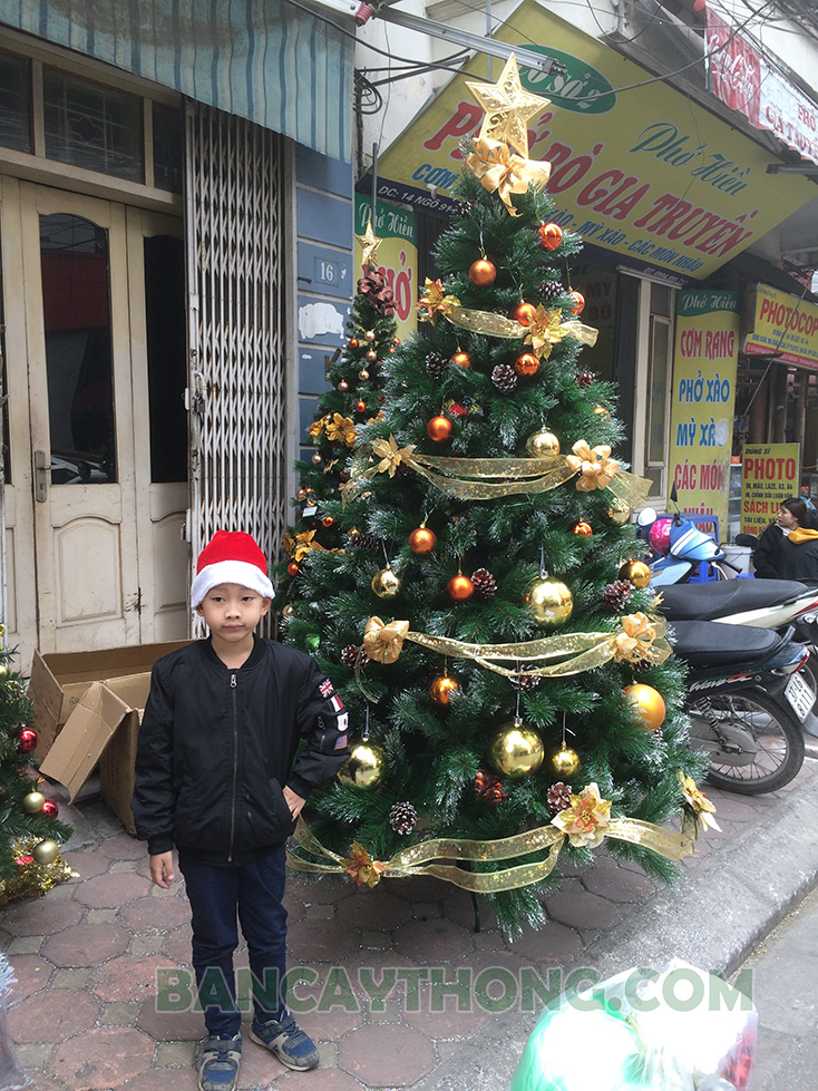 cây thông noel